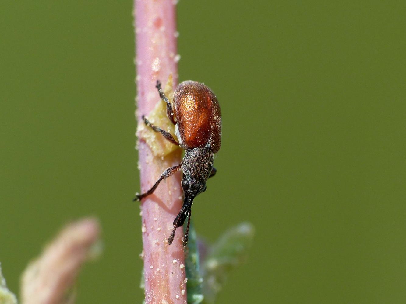 Aletinus maculipennis - Rhynchitidae